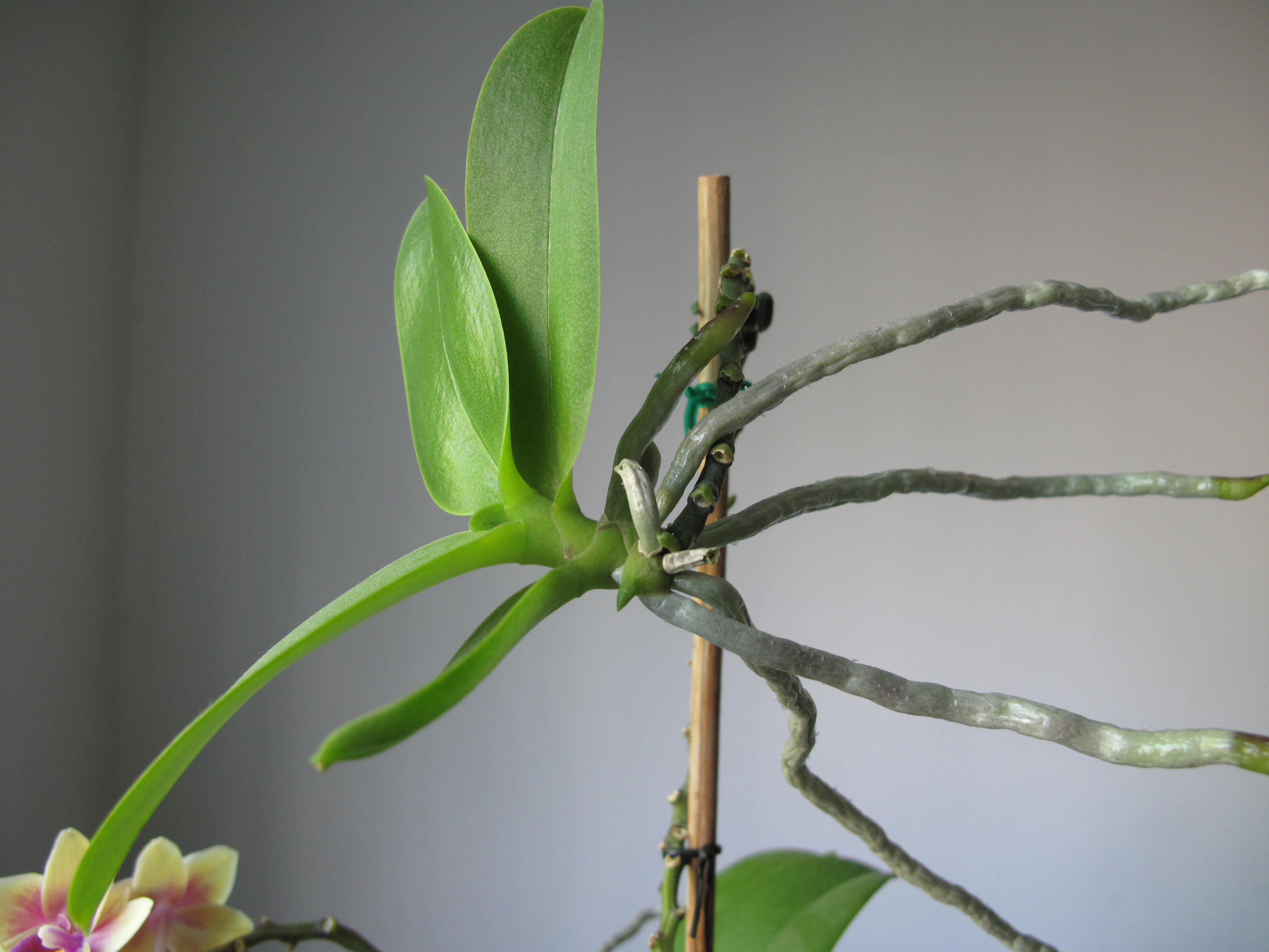 Ana orkidenin çiçek sapına bağlı, kendi yeşil yaprakları ve uzun hava kökleri oluşmuş bir Phalaenopsis keikisi