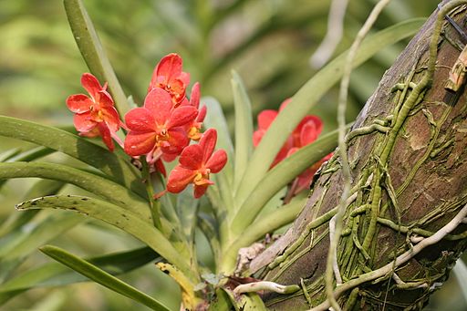 epiphytic orchid