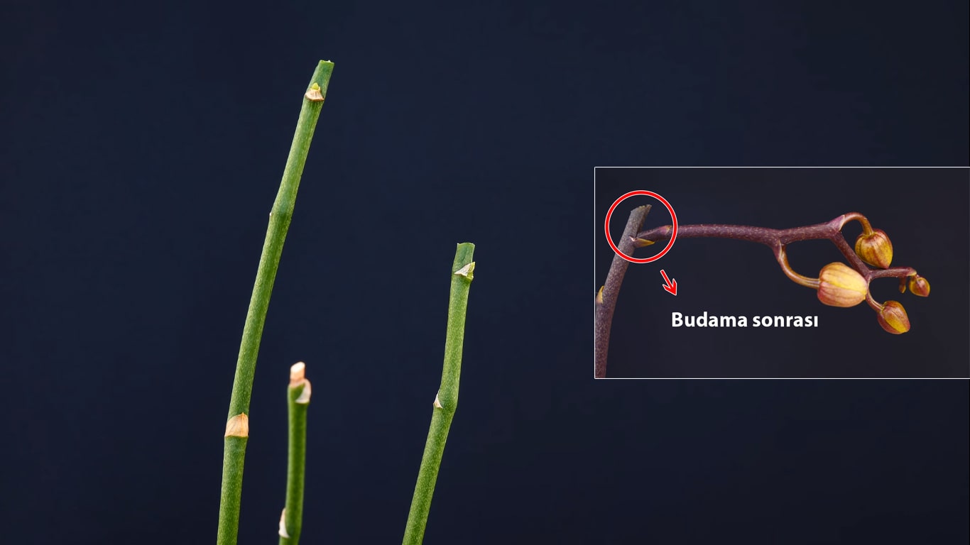 orkide budama zamanı ve orkide budama mevsimi