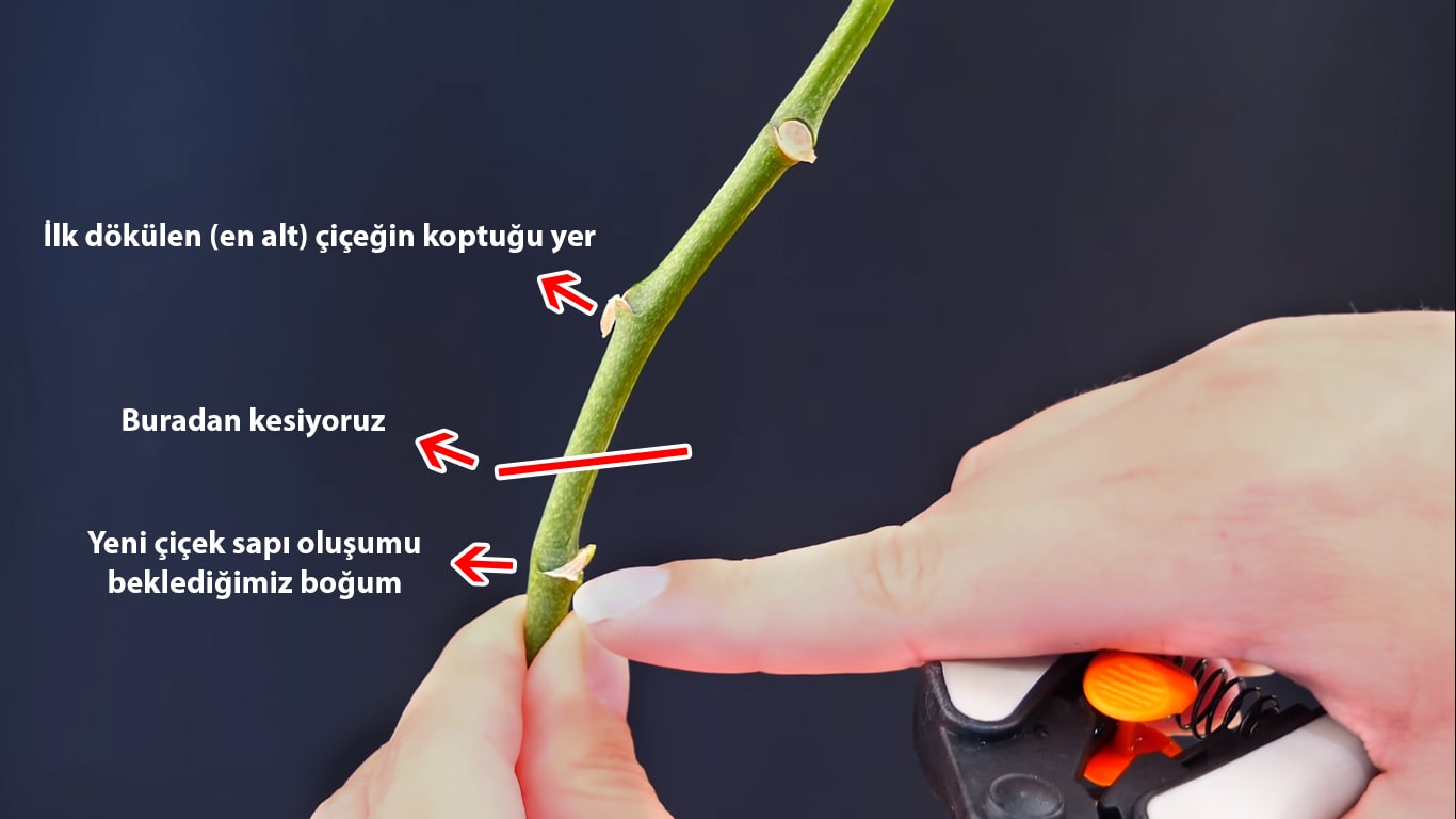 orkide budama