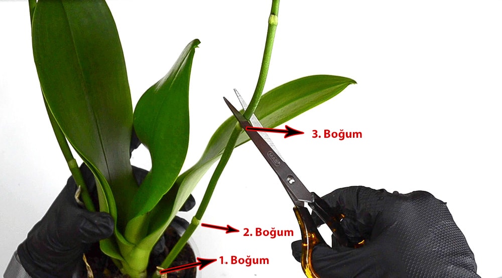 Yeşil Phalaenopsis çiçek sapı üzerinde açık renkli küçük boğum ve koruyucu kılıf