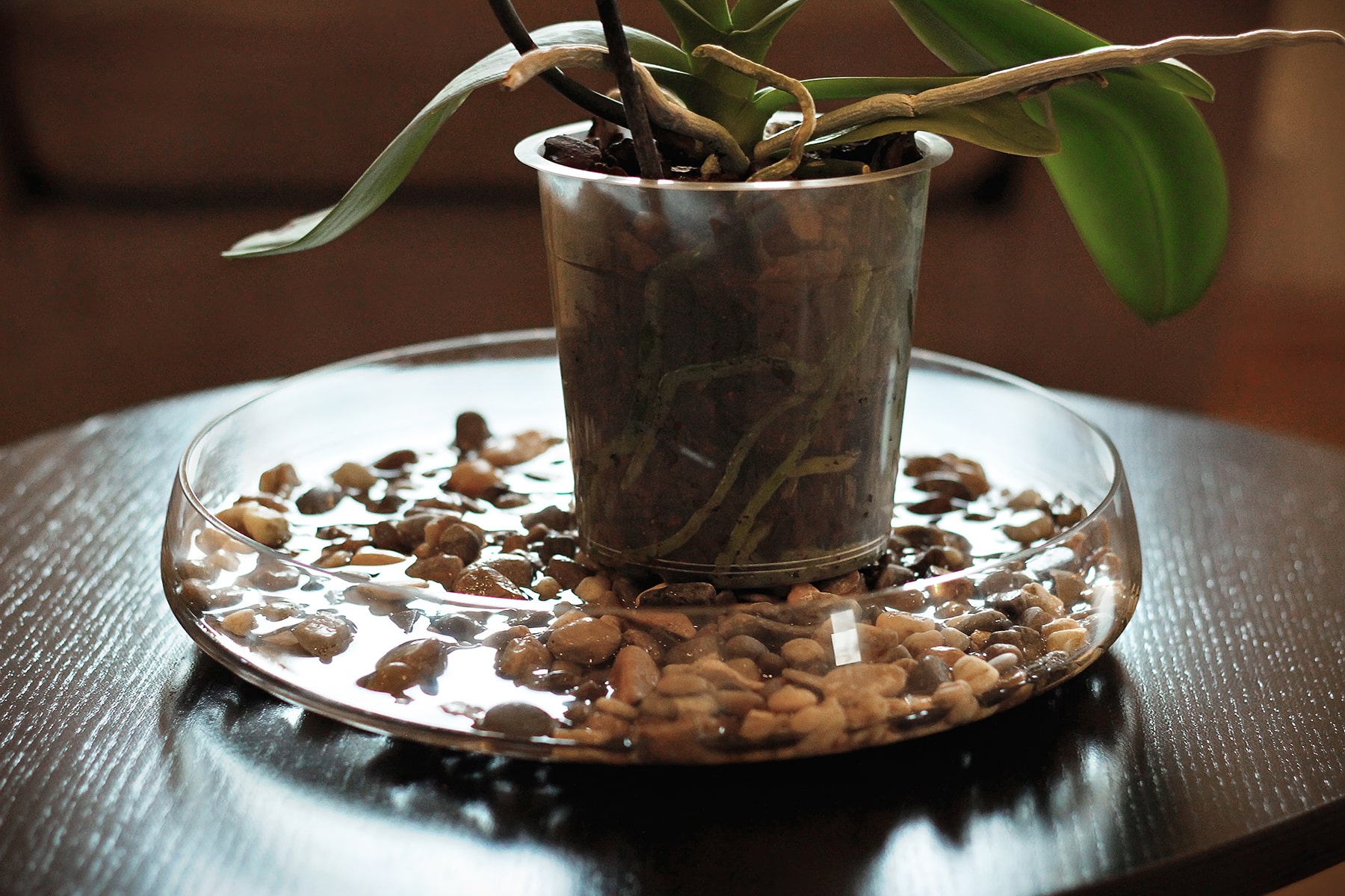 pebbles for orchids