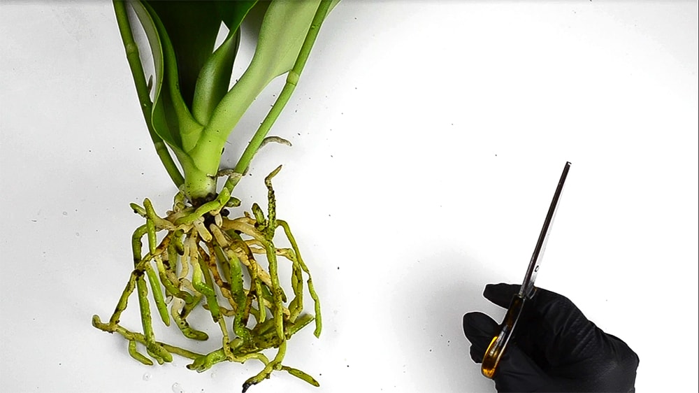 Saksısından çıkarılmış Phalaenopsis orkidesinin yaprak altından uzanan kökleri