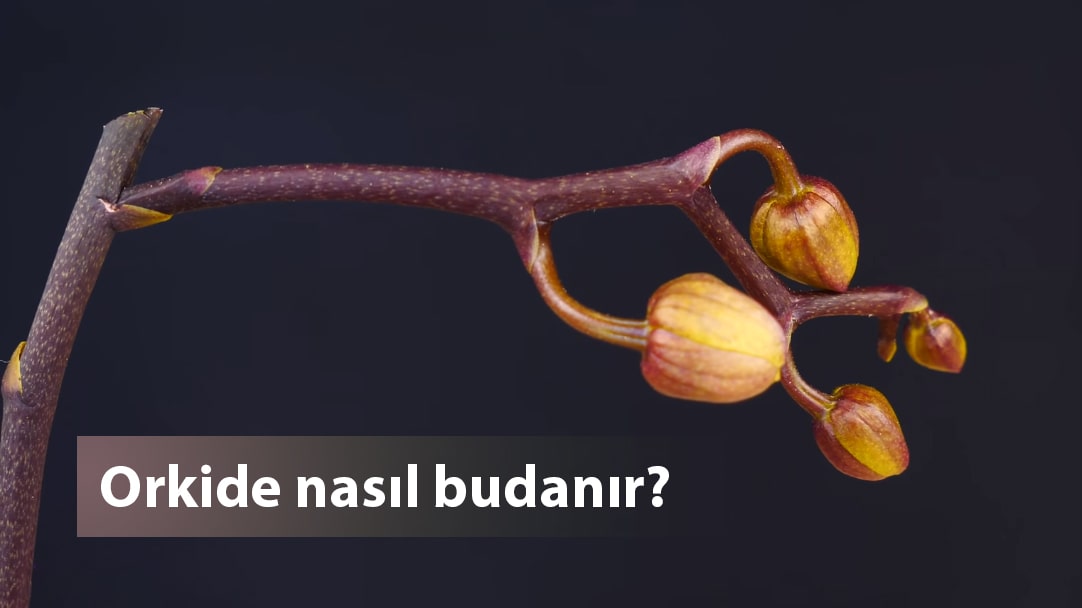 orkide nasıl budanır