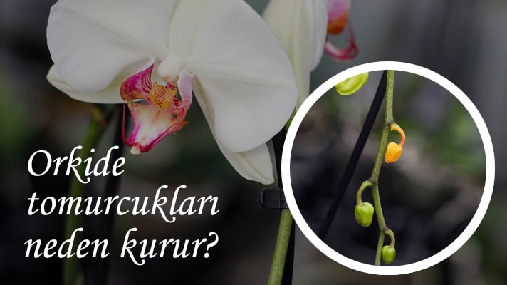 orkide tomurcukları neden kurur