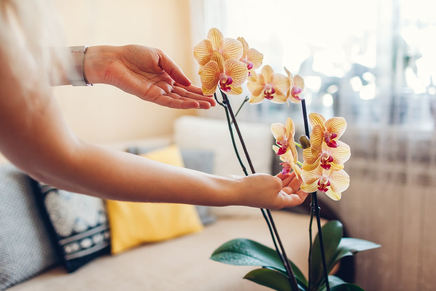 caring for a newly bought orchid