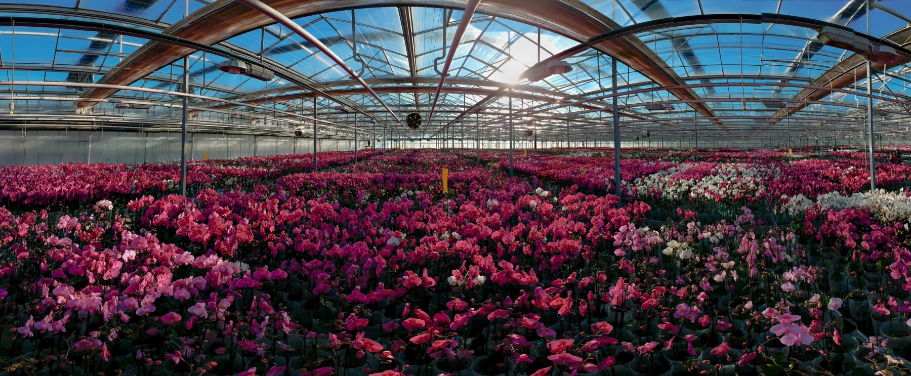 Orchids growing in Solo Plant’s current glass greenhouses in Yalova