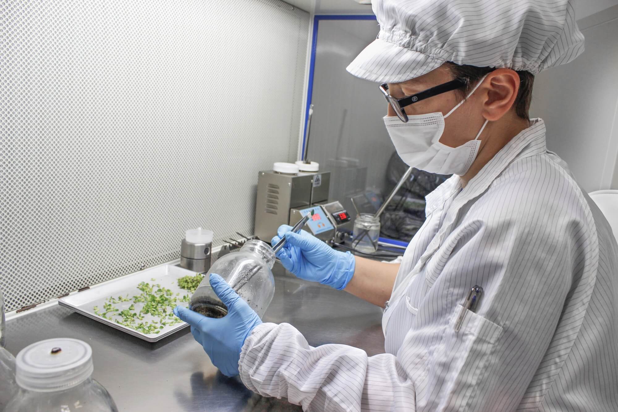 A Solo Plant team member working on tissue culture in the laboratory
