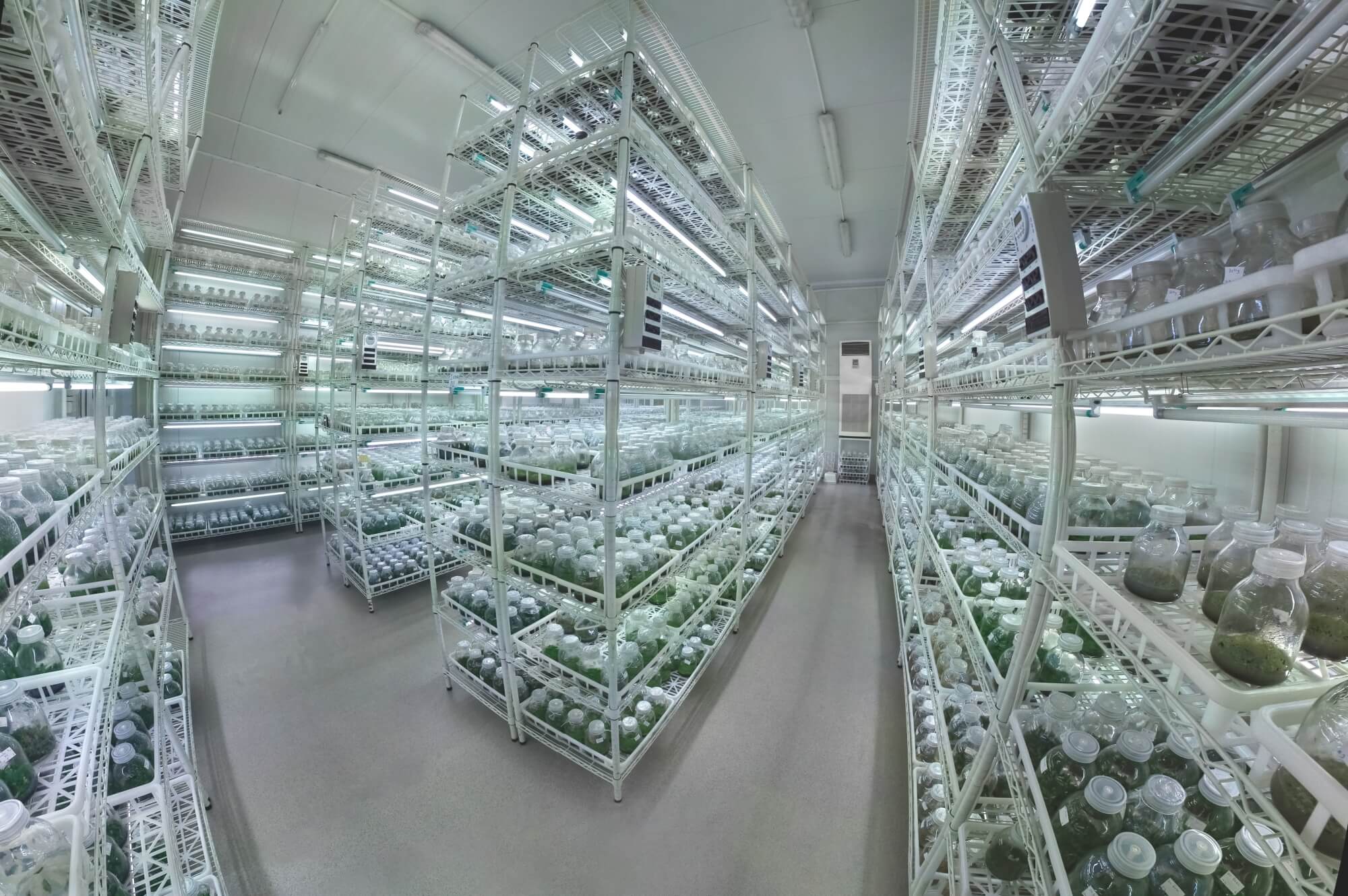 Plant-growing shelves in the Solo Plant tissue culture laboratory