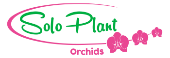 Solo Plant Orchids
