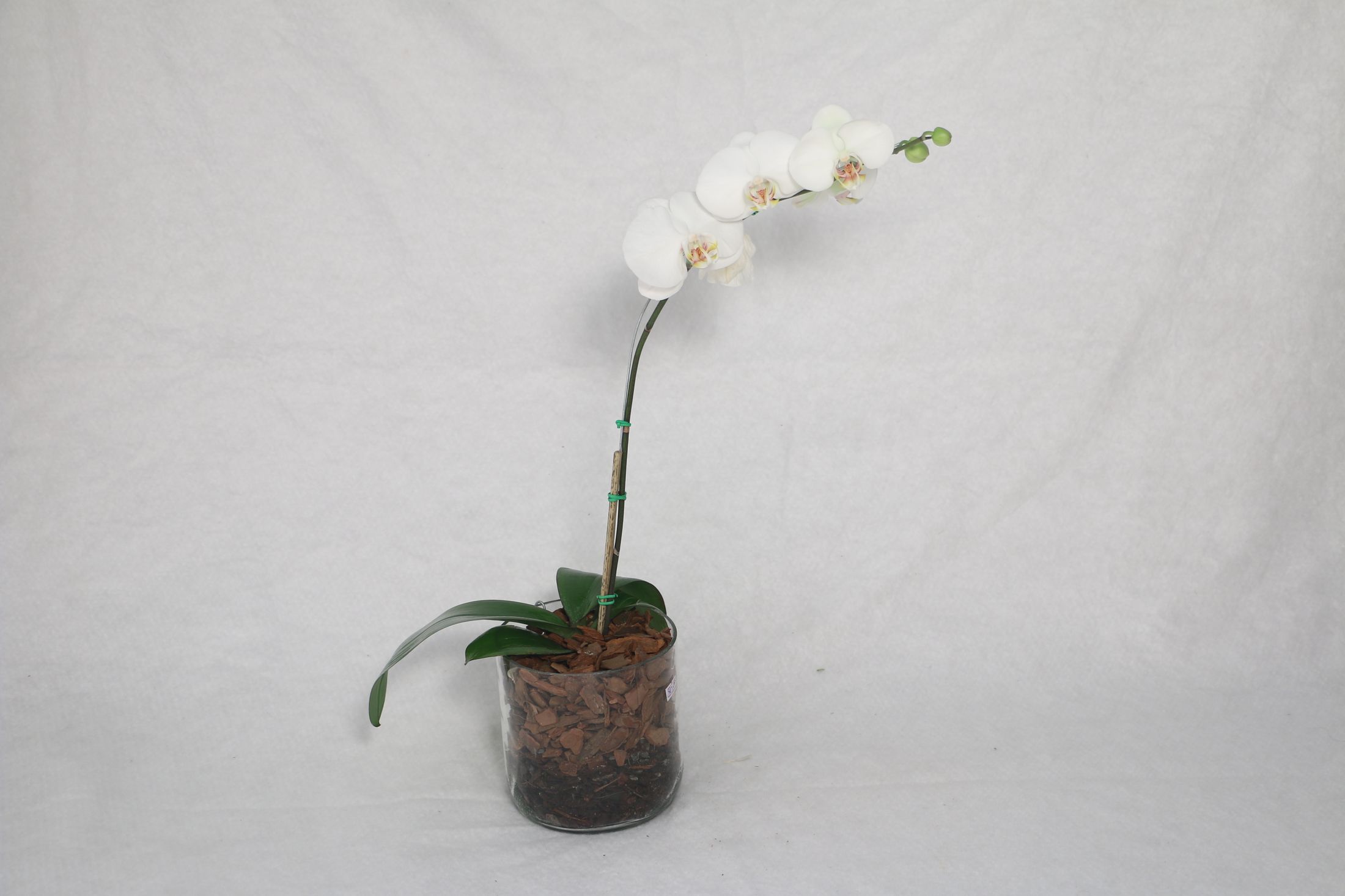 Beyaz Phalaenopsis orkidesinin saksı üstünden yana doğru uzanan geniş yaprakları