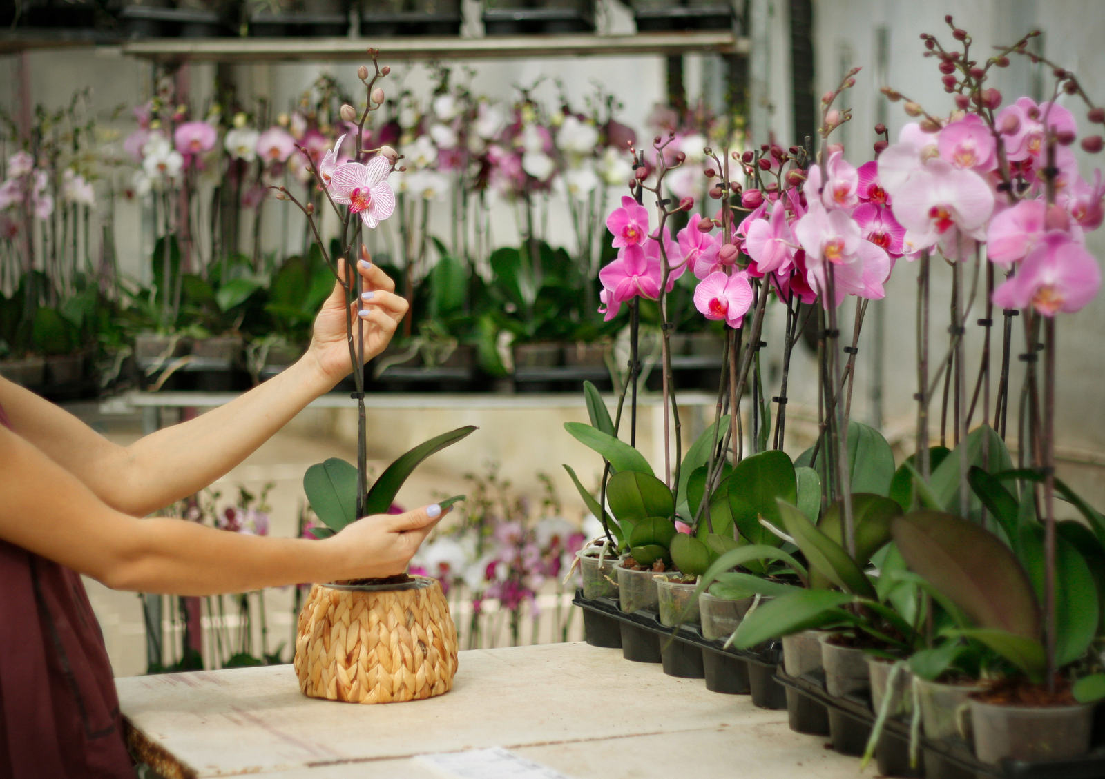 Pembe Phalaenopsis çiçekleri