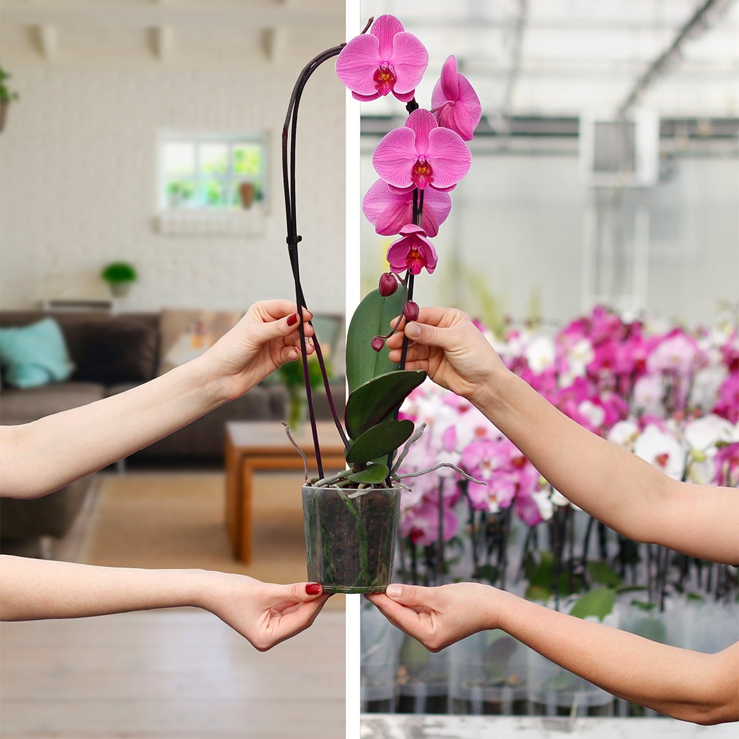 Pembe Phalaenopsis çiçeklerinin yakından görünümü