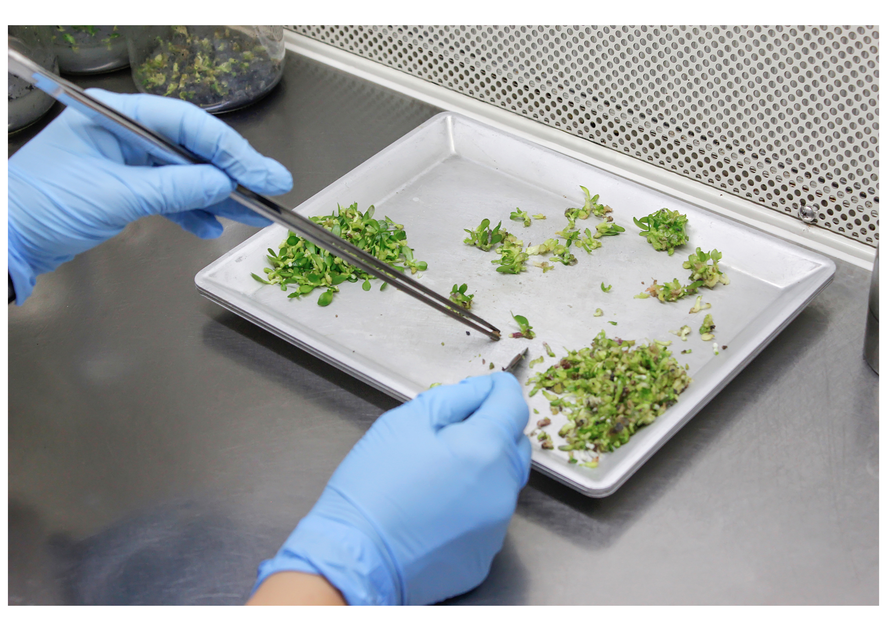Solo Plant laboratuvarında bitkilere emek veren bir çalışan