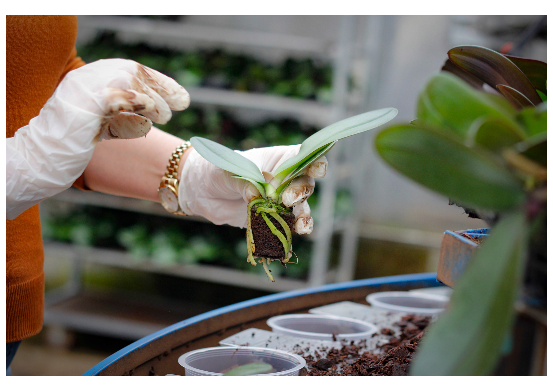 Solo Plant orkide yetiştirme ortamı ve bakım ürünü