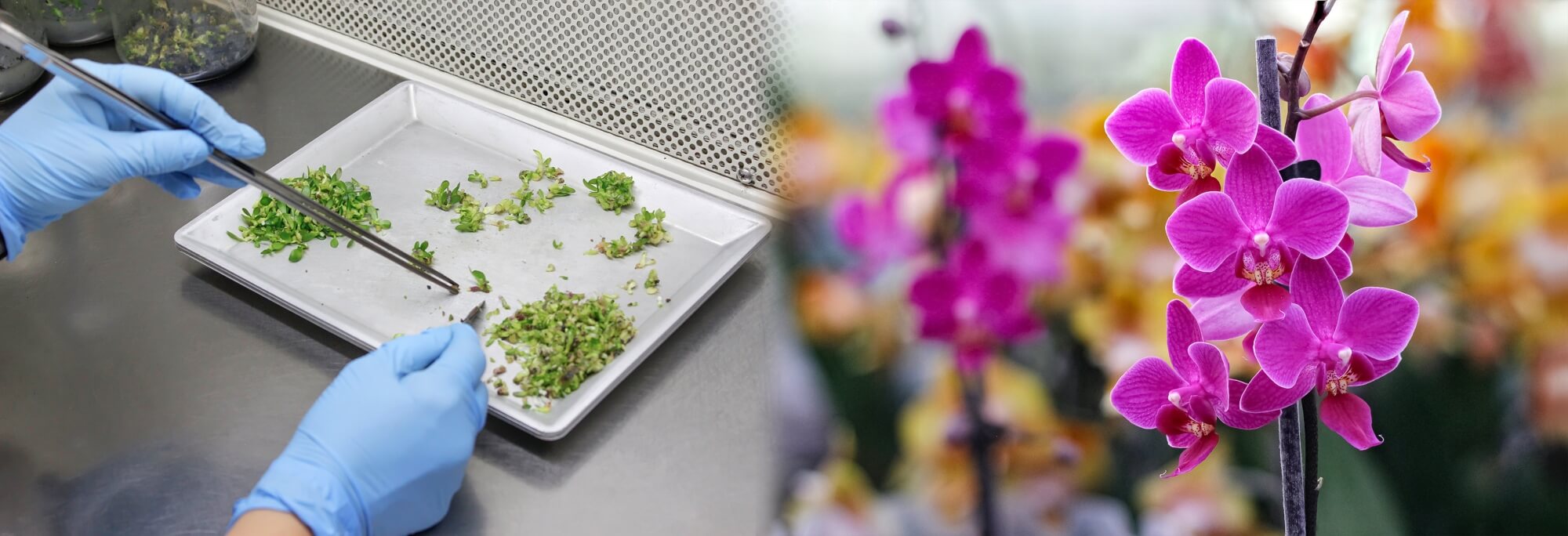 doku kültürü doku kültürü